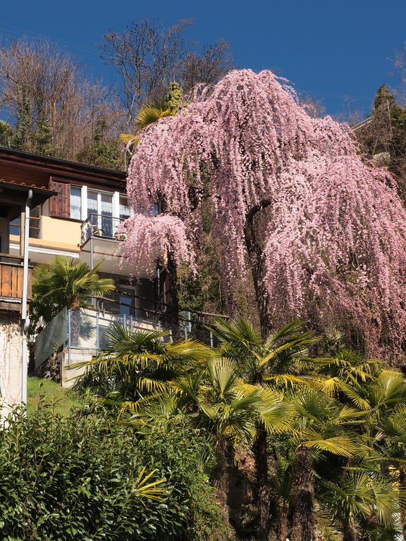 Apartmán Casa Sibylle Bei Locarno Exteriér fotografie